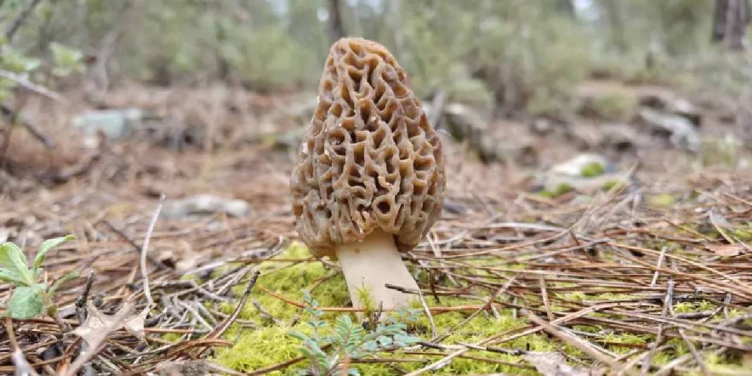 1600 metre rakıma kadar yetişebiliyor: Tek tek arayıp topluyor, hazine bulmuş gibi seviniyorlar 4